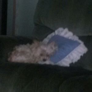 Meet your Posher, Sue